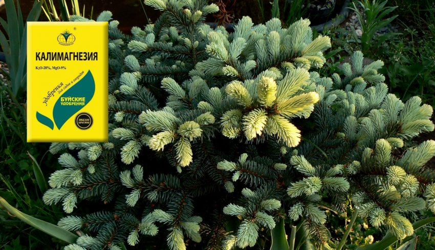 Добриво для ялини Белобок Добриво для ялини Белобок