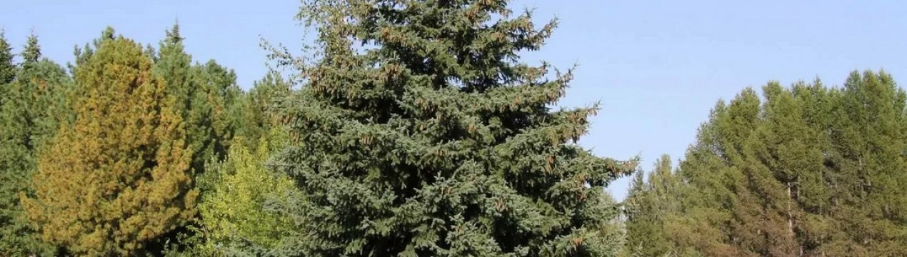 Опис і застосування сибірської ялини