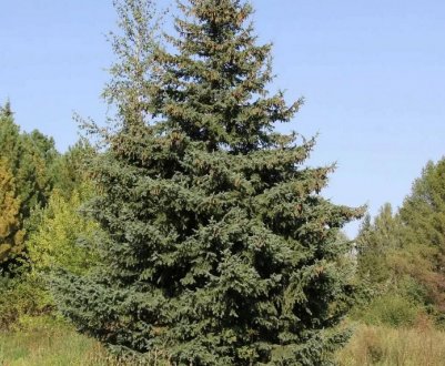 Опис і застосування сибірської ялини