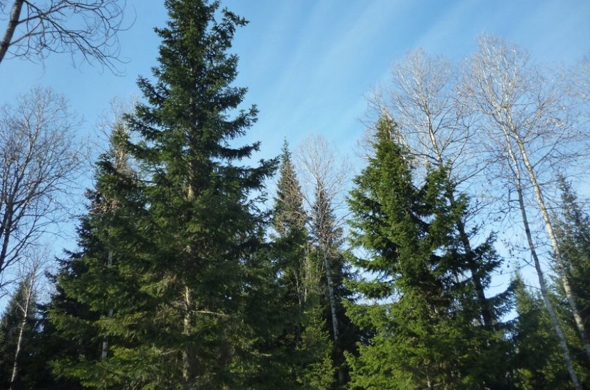 Сибірська ялина в лісі Сибірська ялина в лісі