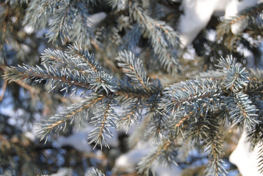 Ялина сибірська блакитна Ялина сибірська блакитна