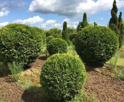 Як зробити штамбовое дерево з туї