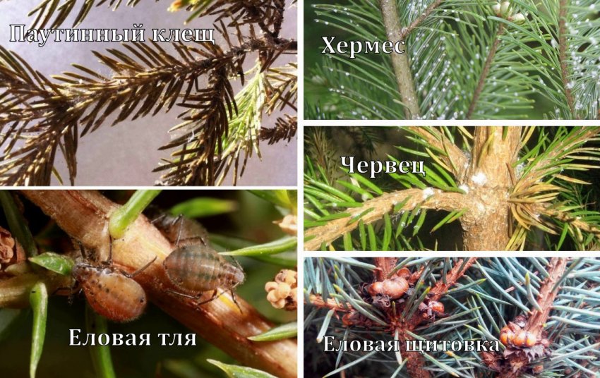 Шкідники їли Шкідники їли