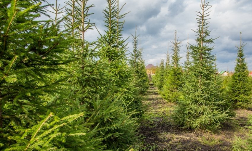 Печорська ялина Печорська ялина