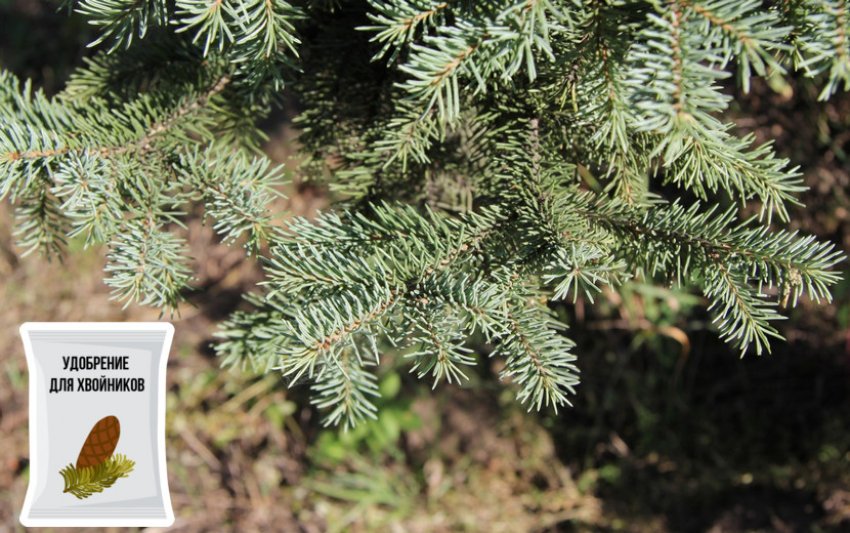 Підживлення їли Підживлення їли