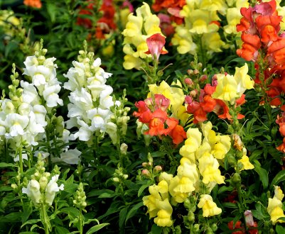 Квіти, що ростуть у дворі і схожі на гладіолус