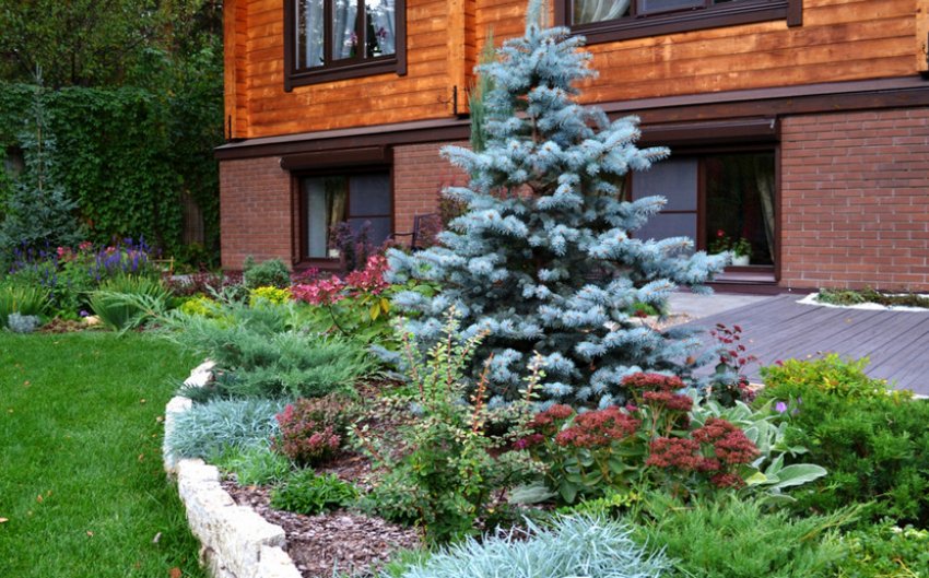 Сибірська ялина в ландшафтному дизайні Сибірська ялина в ландшафтному дизайні