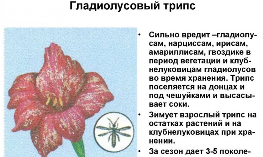 листья гладиолусов покрылись желтыми пятнами что делать. Смотреть фото листья гладиолусов покрылись желтыми пятнами что делать. Смотреть картинку листья гладиолусов покрылись желтыми пятнами что делать. Картинка про листья гладиолусов покрылись желтыми пятнами что делать. Фото листья гладиолусов покрылись желтыми пятнами что делать