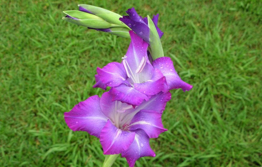 Викривлення гладіолуса