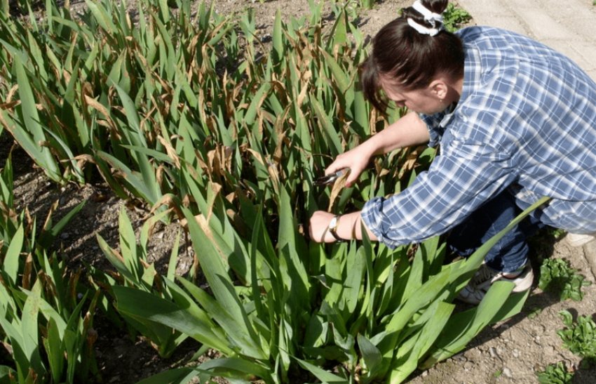 Гладіолуси відцвіли
