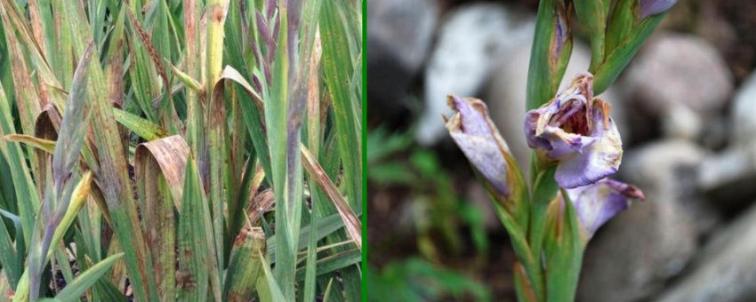 Сухі гладіолуси