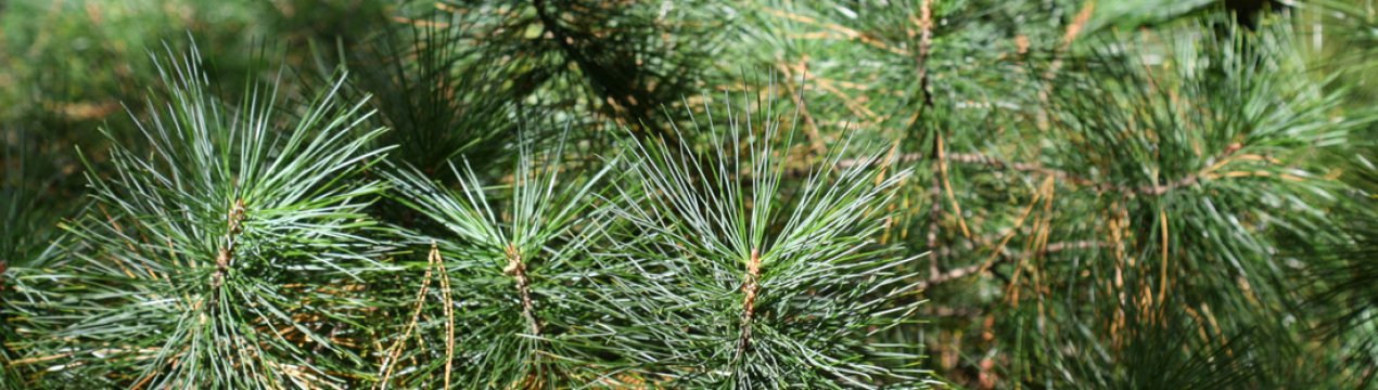 Опис сосни корейської, її посадка і догляд