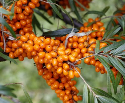 Існує самоплідна обліпиха