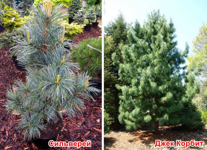 Популярні сорти корейських сосен Популярні сорти корейських сосен