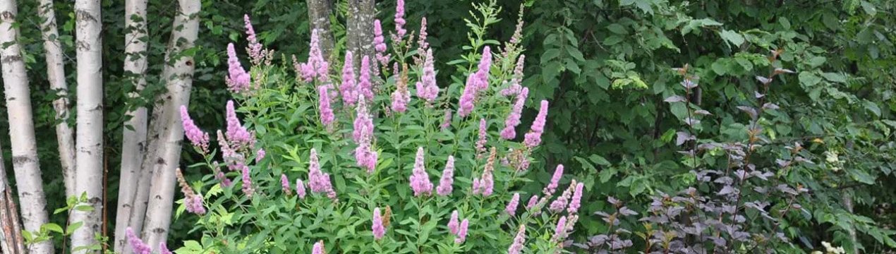 Властивості чагарнику спірея Білларда