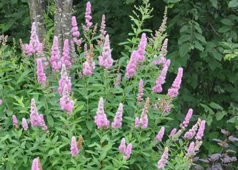 Свойства кустарника спирея Билларда