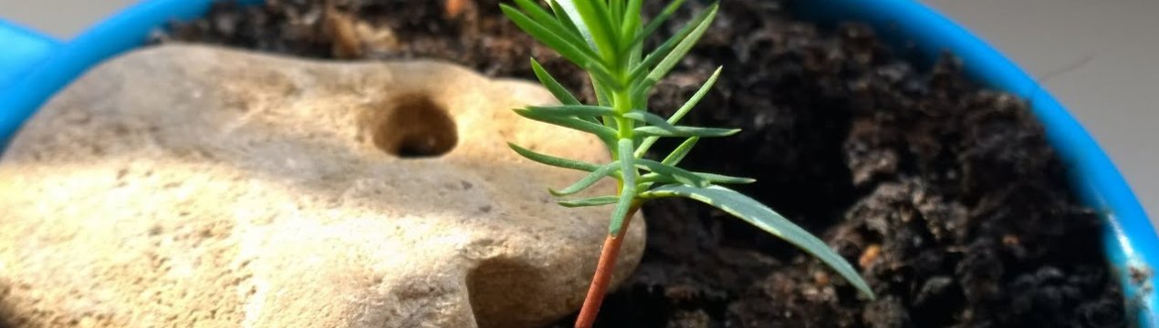 Вирощування японської сосни з насіння в домашніх умовах