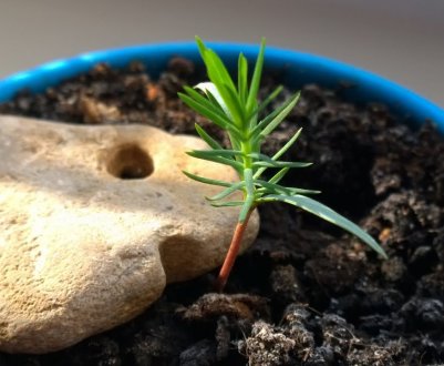 Вирощування японської сосни з насіння в домашніх умовах