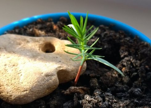 Выращивание японской сосны из семени в домашних условиях