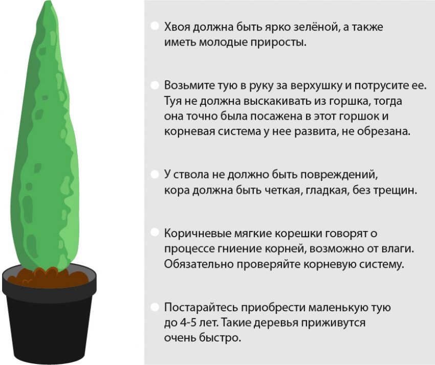 Вибір саджанці туї