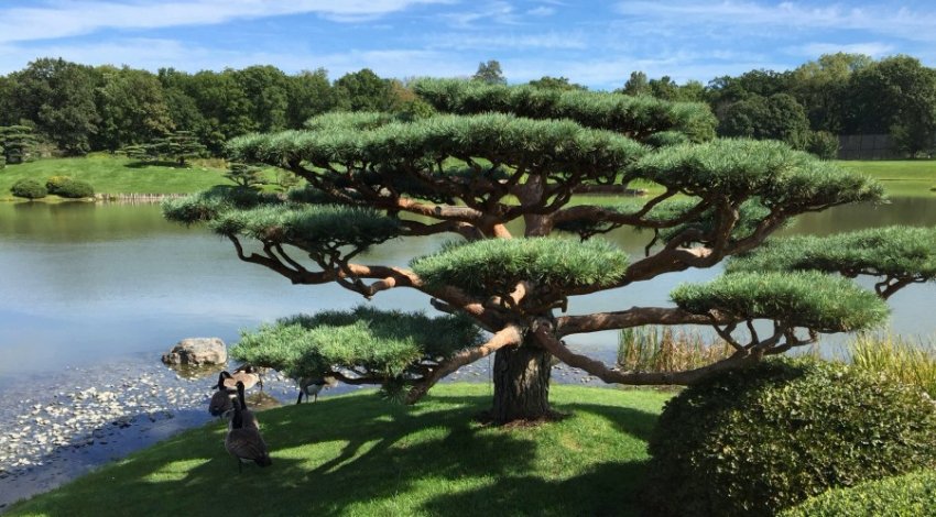 Японська сосна у вигляді бонсай