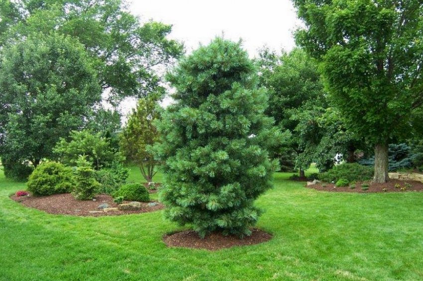 Корейська сосна в ландшафтному дизайні Корейська сосна в ландшафтному дизайні
