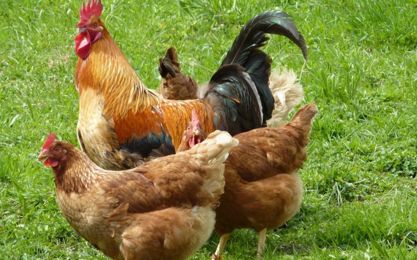 Російські кури вирушать на прилавки Саудівської Аравії