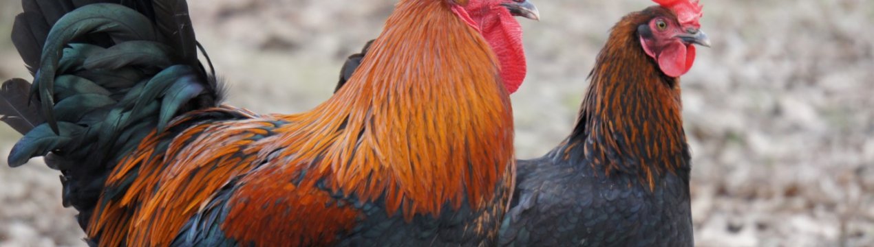 Російські кури вирушать на прилавки Саудівської Аравії