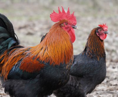 Російські кури вирушать на прилавки Саудівської Аравії