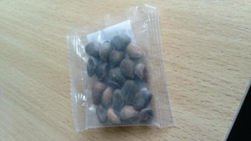 Насіння японської сосни