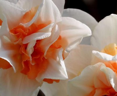 Нарцис Реплит: характеристика та особливості вирощування