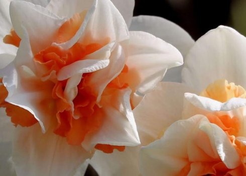 Нарцисс Реплит: характеристика и особенности выращивания