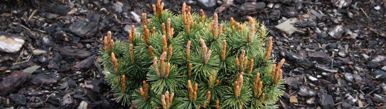 Опис сосни гірської Хампі, її посадка і догляд