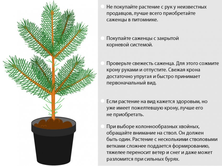 Вибір саджанця сосни