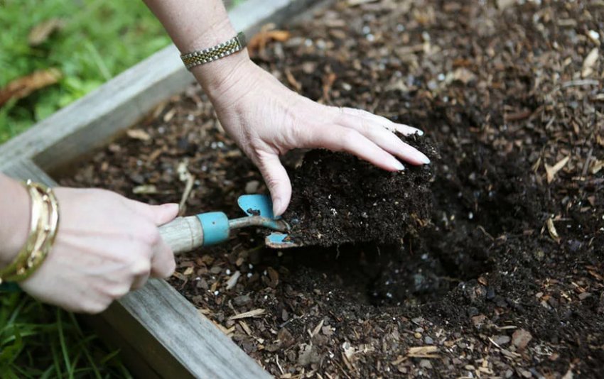 Підготовка ґрунту для посадки спіреї Підготовка ґрунту для посадки спіреї