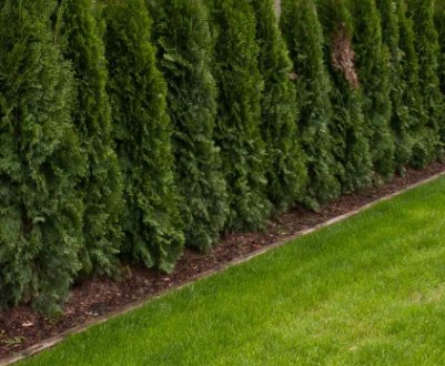 Відстань між туями при посадці