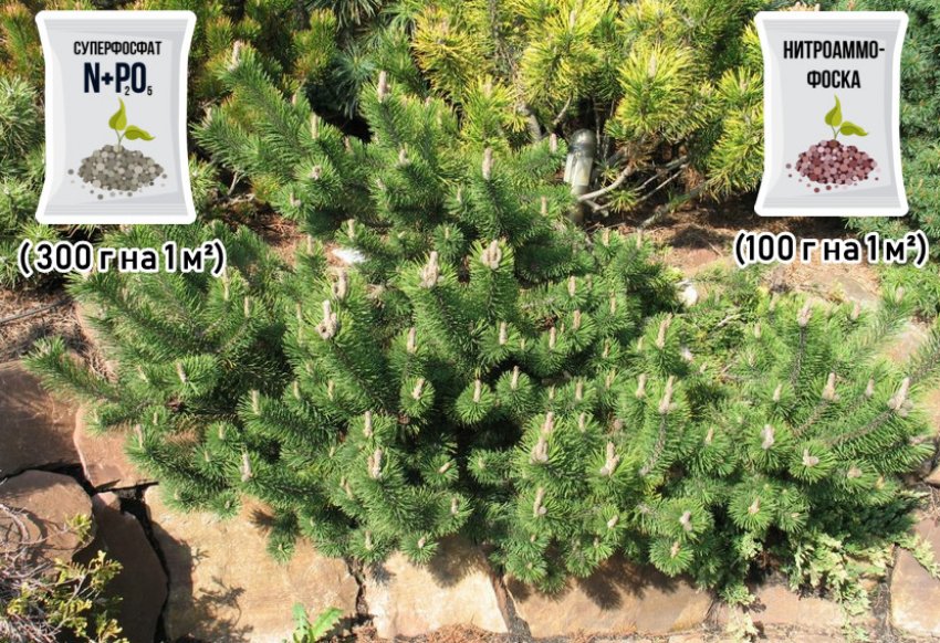 Підживлення сосни