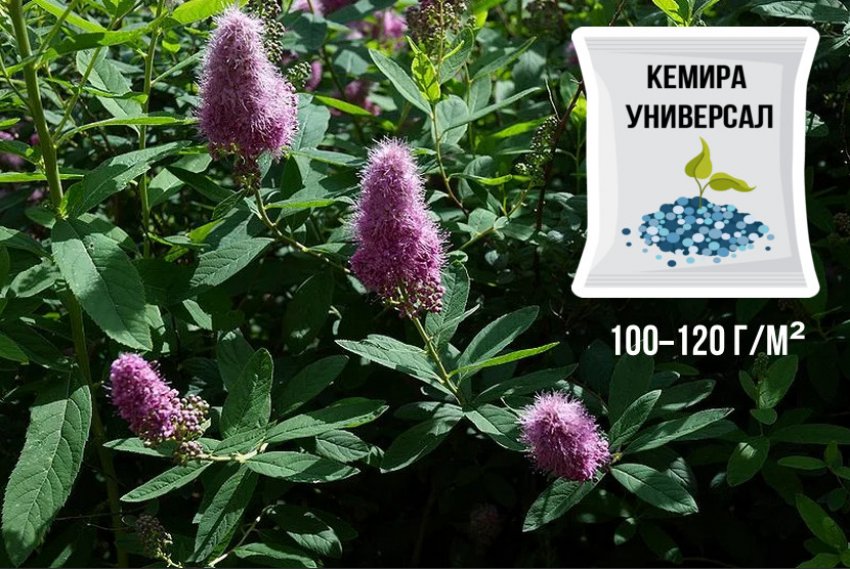 Підживлення спіреї Підживлення спіреї