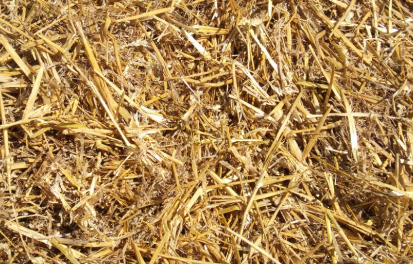 Мульчування соломою