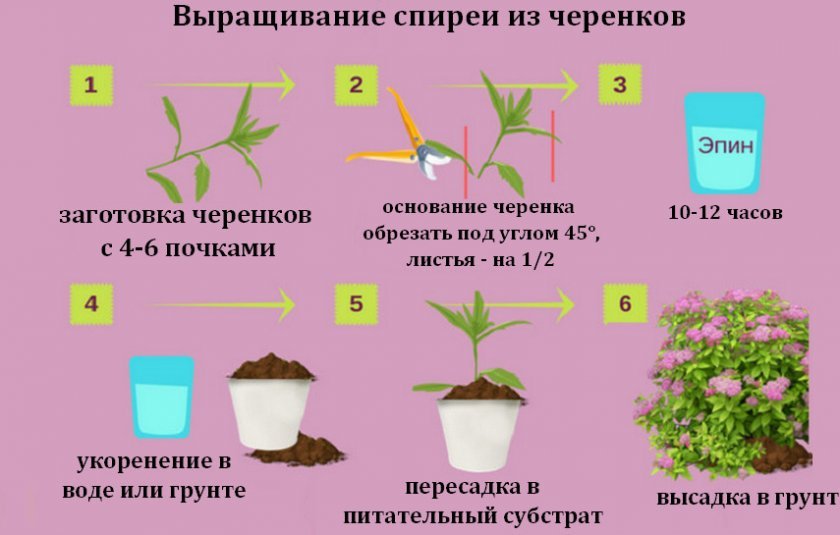 Выращивание спиреи из черенков