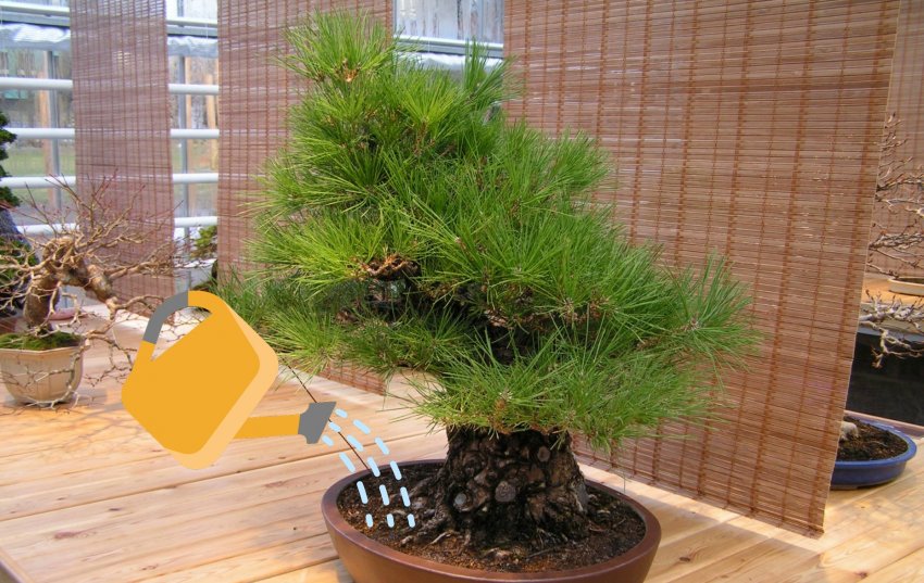 Полив японської сосни