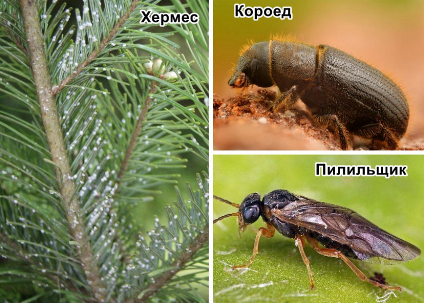 Шкідники сосни