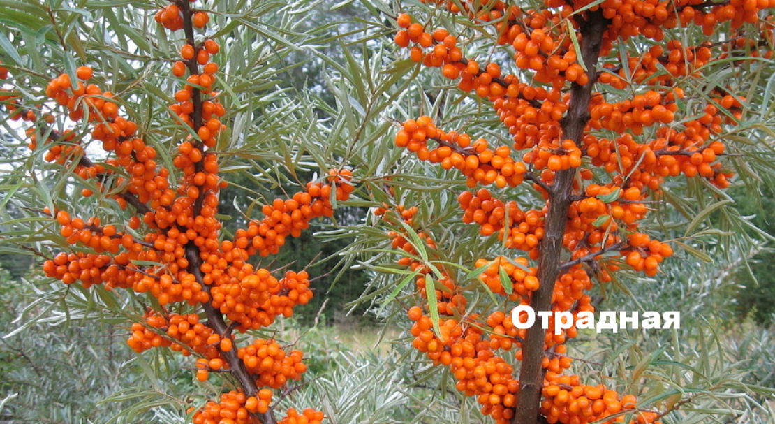Как формировать облепиху