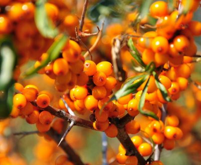 Коли потрібно збирати врожай з обліпихи