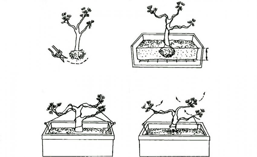 Формування бонсай з сосни
