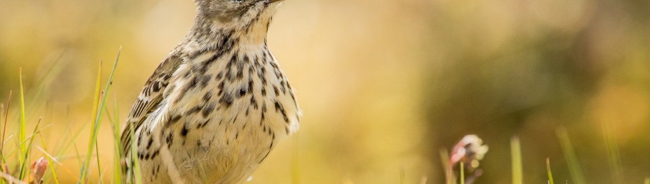 Інтенсивне ведення сільського господарства в ЄС призвело до вимирання птахів