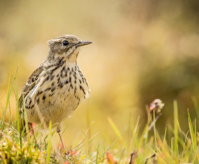 Інтенсивне ведення сільського господарства в ЄС призвело до вимирання птахів
