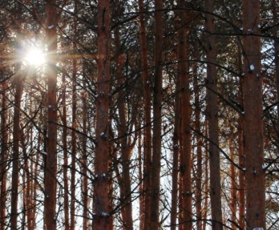 Опис і особливості корабельних сосен