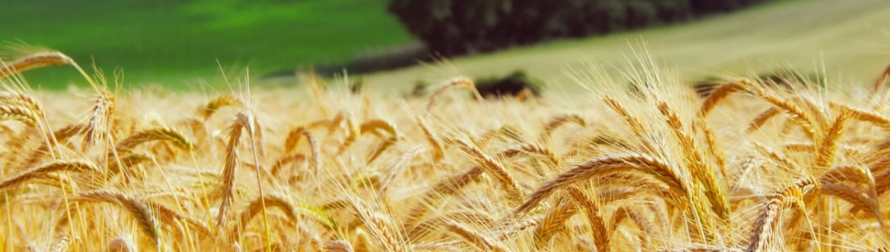 В Україні визначили сорти пшениці, стійкі до твердої сажки