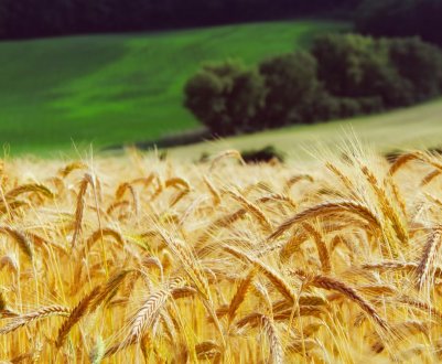 В Україні визначили сорти пшениці, стійкі до твердої сажки